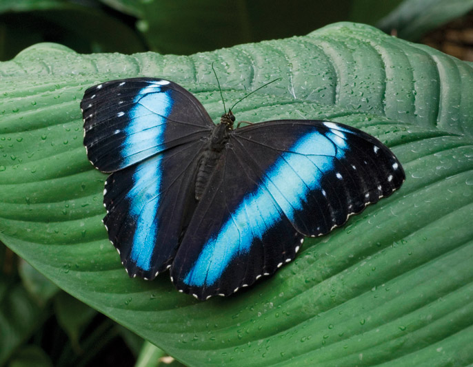 Morpho-achilles-Suriname-5071-x-stampa-f