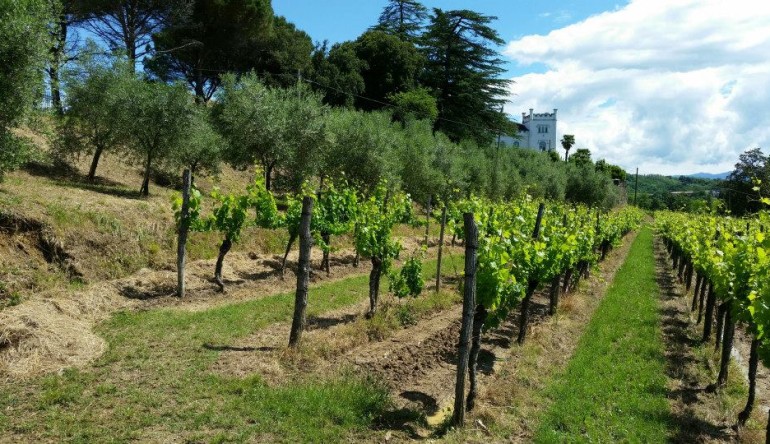 L’unica medaglia d’oro del Friuli Venezia Giulia va al Merlot di Villa Russiz!