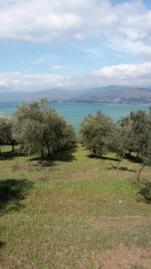 magione uliveti e lago trasimeno