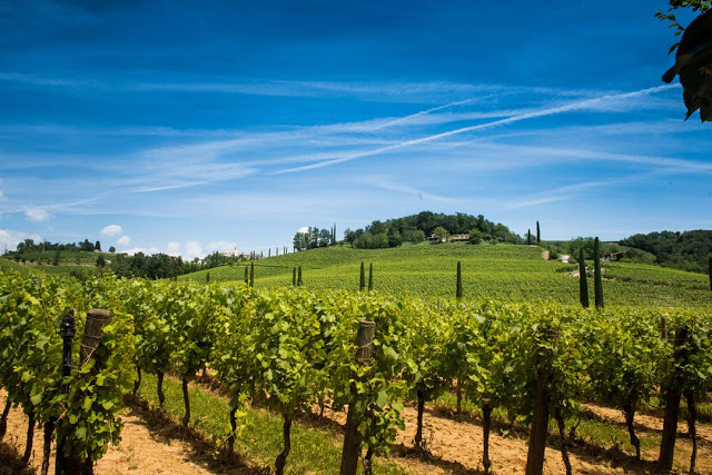 COLLIO.IT: PRESTO ONLINE IL NUOVO PORTALE DEL CONSORZIO DI TUTELA VINI COLLIO