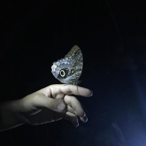 Notte delle farfalle