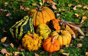 pumpkins-1712841_1280